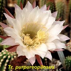 Tr. purpureopilosus.4.1.jpg 